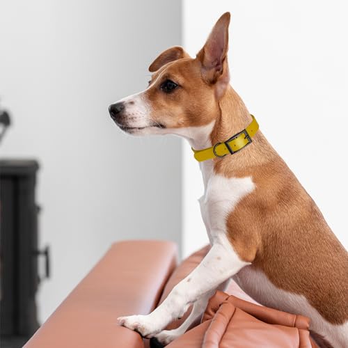 Biothane Waterproof Dog Collar Strong Coated Nylon Webbing with Black Hardware Odor (W1.5" x L16"-20" / Treasure Gold)
