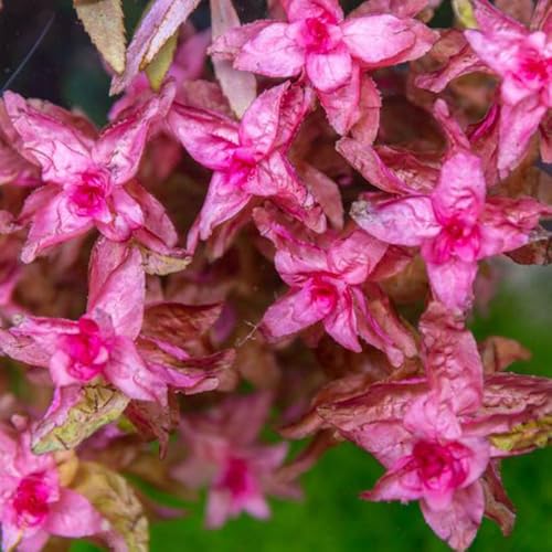 Live Aquarium Red Stem Plants (Lead Bunch - 1 Pack / Rotala Rotundifolia Red)