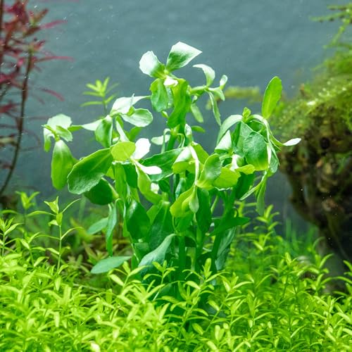 Live Aquarium Stem Plants (Lead Bunch - 4 Pack / Bacopa Monnieri)