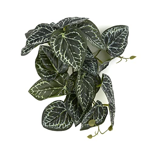 Fake Anthurium Crystallinum (Fake Anthurium Crystallinum)