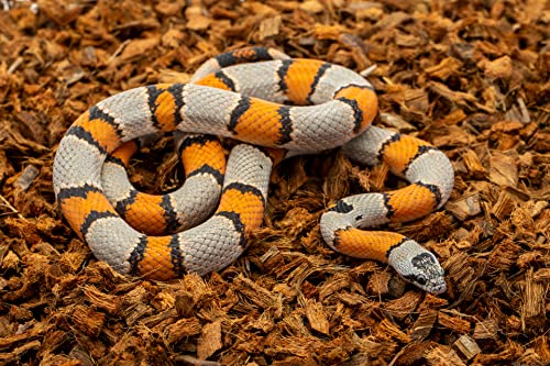 ReptiChip Reptile Substrate Coconut Chip Bedding 72 Quart Compressed Organic Coco Husk Block for Snake Habitat (3 Pack Breeder Bundle)
