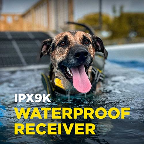 CUE Add On Yellow Ecollar with Safety Level Lock Boost Vibration Waterproof Rechargeable for Small Medium Large Dogs Dog Training Collar by Dogtra (CUE Receiver Only - Yellow)