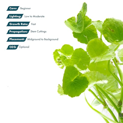 Live Aquarium Stem Plants (Pot - 1 Pack / Hydrocotyle Leucocephala Variegated)