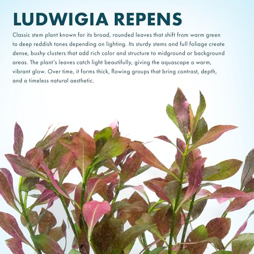Live Aquarium Stem Plants (Lead Bunch - 4 Pack / Hygrophila Lancea 'Araguaia')
