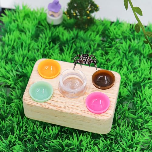 Jumping Spider Accessories