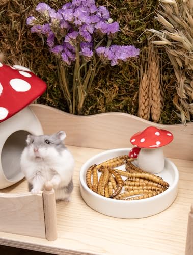 Small Animal Snack & Treats