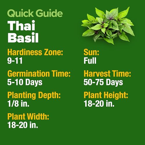 Thai Basil Seeds