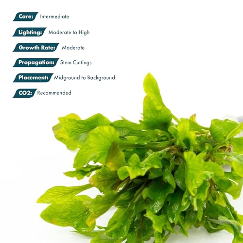 Live Aquarium Stem Plants (Lead Bunch / Alternanthera Variegatus)