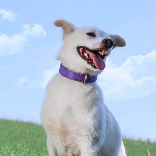 Soft Padded Dog Collars for Medium Dogs (Purple / L: Fit 13-17" Neck)