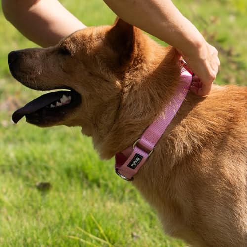 Martingale Collar for Dogs (XL / Bonbon Pink)