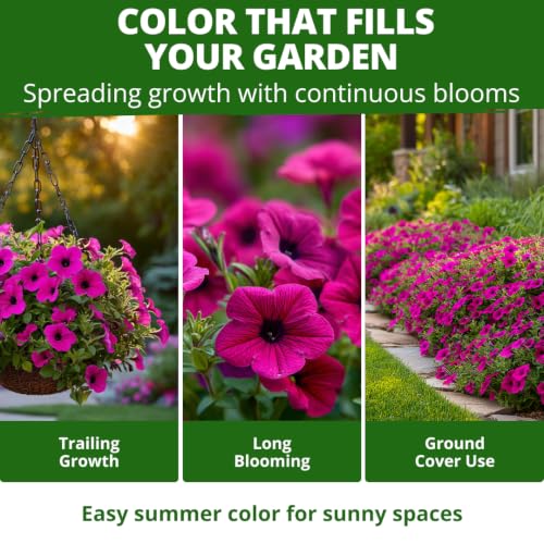 Wild Petunia 3000 Flower Seeds Petunia violacea