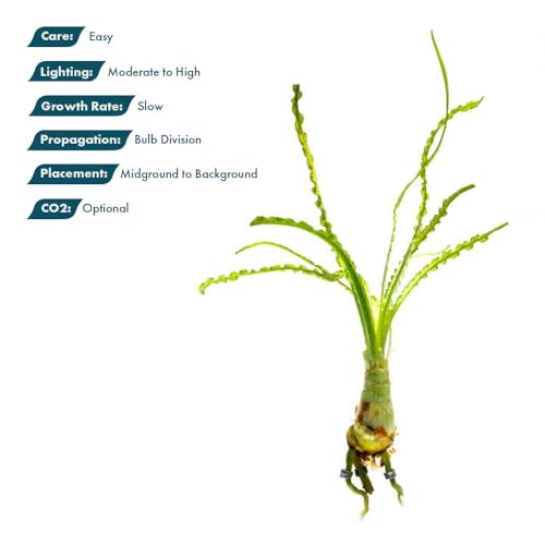Crinum Calamistratum Live Aquarium Plant (Bulb - 1 Pack / Crinum Calamistratum)