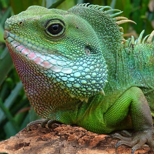 Tree Bark Reptile Climbing Decor Reptile Hide Terrarium Decor