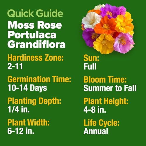 Moss Rose Portulaca Seeds