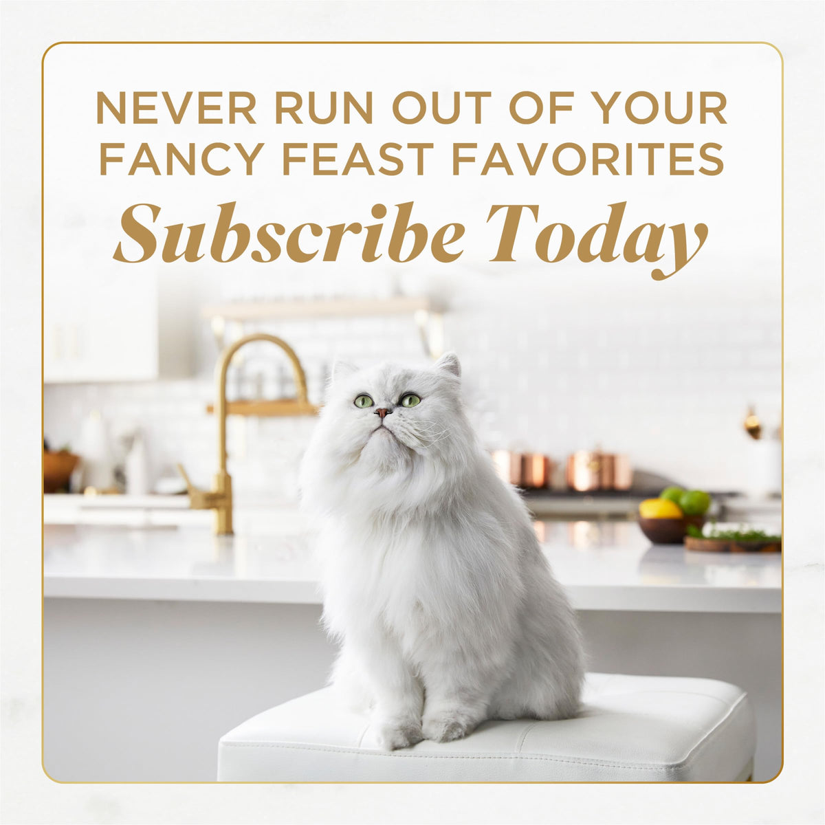 Purina Fancy Feast Gems Salmon Wet Cat Food (4 Ounce (Pack of 8))