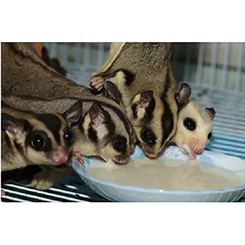 Gliderade Nectar (3 Pound (Pack of 1))