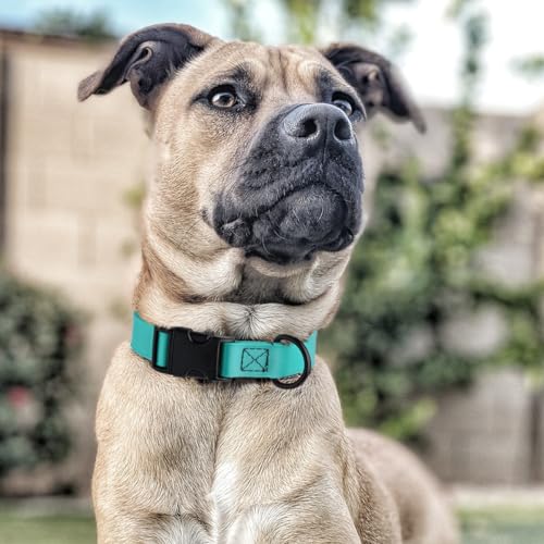 Biothane Waterproof Dog Collar with Quick Release Buckle Strong Coated Nylon Webbing with Odor (5/8"W by 10-14"L / Sky Blue)
