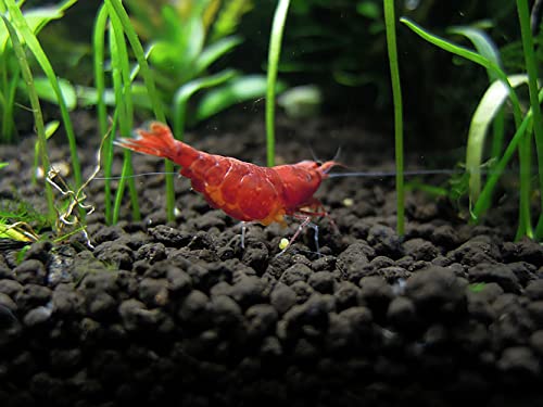 Controsoil Freshwater Aqua Soil Substrate for Fish (1 Liter (0.9 kg) / Black - Extra Fine)