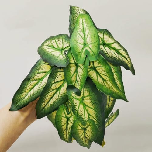 Reptile Plants for Terrarium (Alocasia Odora-b)