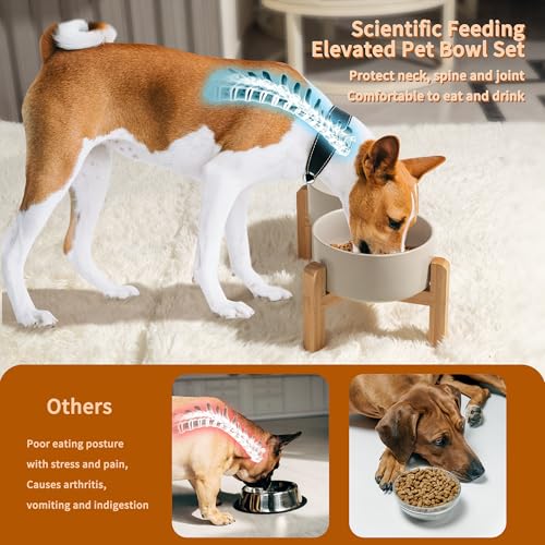 Elevated Ceramic Dog Bowl (Light Gray / Medium)