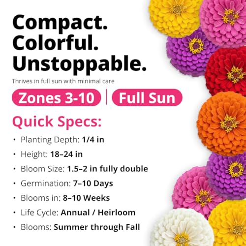 Zinnia Seeds Lilliput Mix