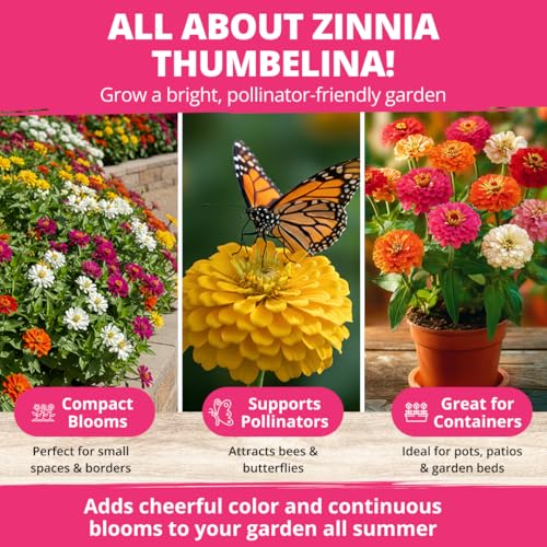 Zinnia Seeds Thumbelina