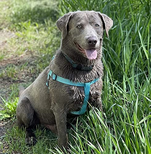 No Pull Dog Harness Large Sized Step (Light Blue / Large)