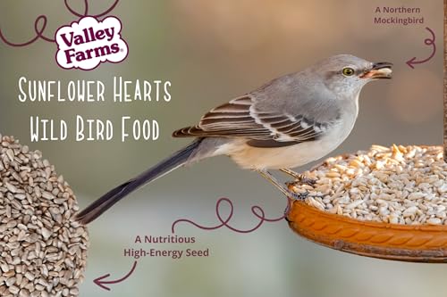Whole Sunflower Hearts for Birds 4 LB 2 (4 Pound (Pack of 2))