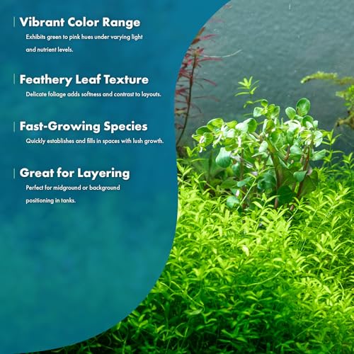 Live Plant Rotala Mexicana (Lead Bunch - 1 Pack / Rotala Mexicana)