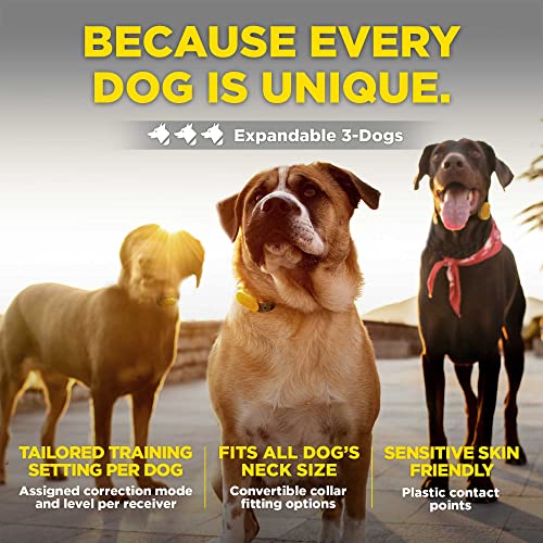 CUE Add On Yellow Ecollar with Safety Level Lock Boost Vibration Waterproof Rechargeable for Small Medium Large Dogs Dog Training Collar by Dogtra (CUE Receiver Only - Yellow)