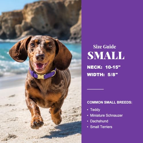 Soft Padded Dog Collar for Small Dogs (Purple / S：Fit 10-15" Neck, Width ⅝")