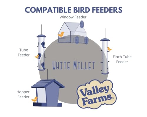 White Millet Wild Bird Seed (20 Pound (Pack of 1))