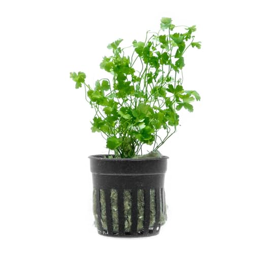 Hydrocotyle Tripartita 'Japan' Live Aquarium Plant for Freshwater Planted Fish Tanks (Pot / Hydrocotyle Tripartita)