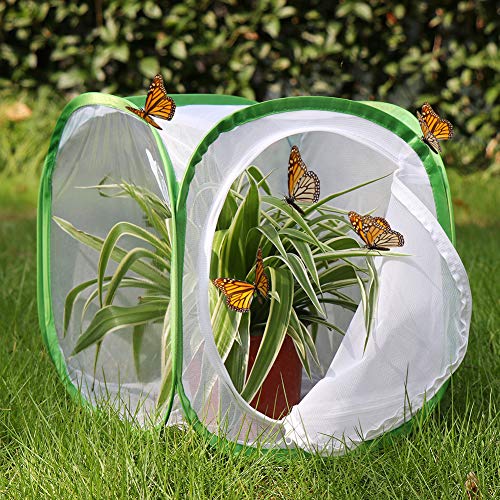 Insect and Butterfly Habitat Cage Terrarium Pop (White With Green / 12 x 12 x 12 inches)
