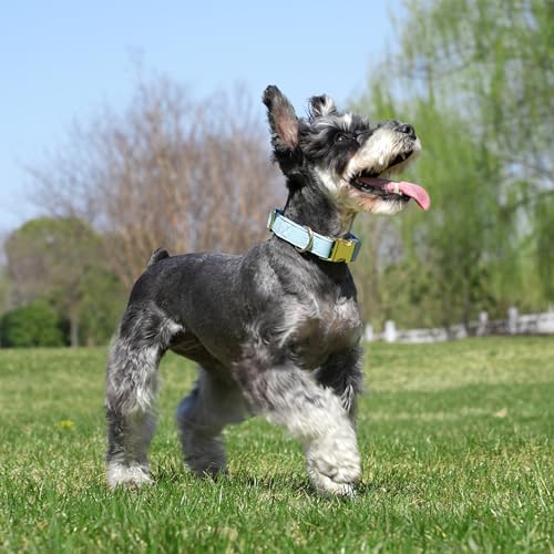 Soft PU Leather Dog Collar (S: Fit 9-14" Neck(10-20 lbs) / Blue)