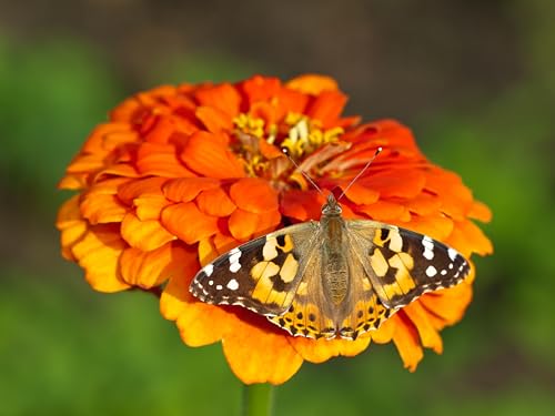 Butterfly Farm (Butterfly Farm)