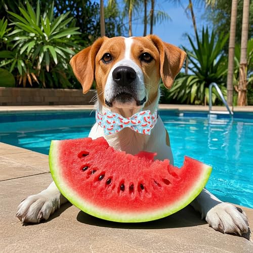 Watermelon Dog Collar with Bowtie (Watermelon / X-Small (Pack of 1))