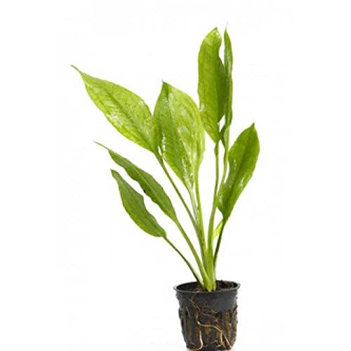 Potted Live Aquarium Plants (Amazon Sword)