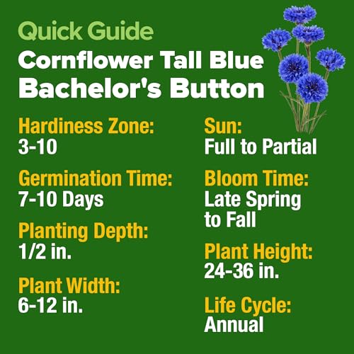 Bachelor Button Seeds