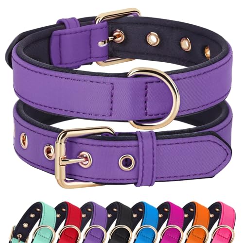 Soft Padded Dog Collars for Medium Dogs (Purple / L: Fit 13-17" Neck)