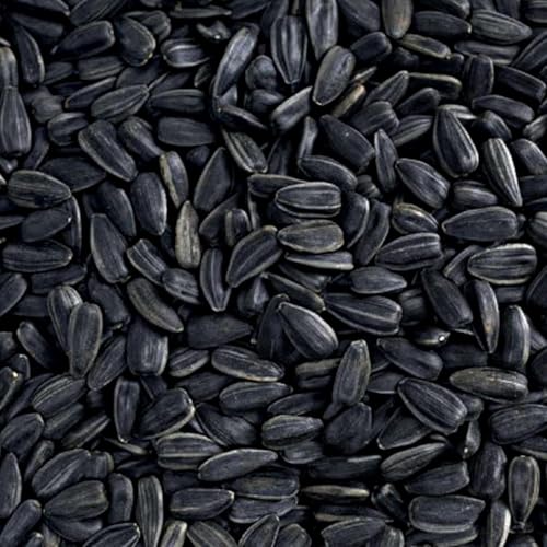 15 LB Black Oil Sunflower Seeds Bird Food (15 Pound (Pack of 1))
