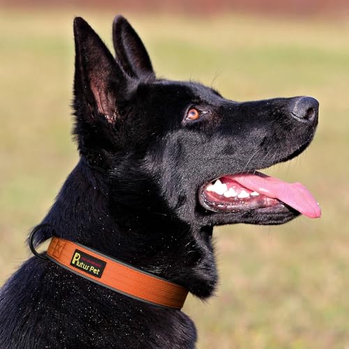 Tactical Dog Collar (XS / Orange)