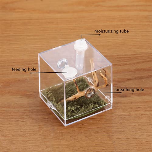 Jumping Spider Micro Habitat (2x2x2.1inches)