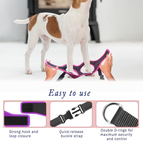 Comfort Fit No Pull Dog Harness (L (Chest 18.5"-21") / Purple)