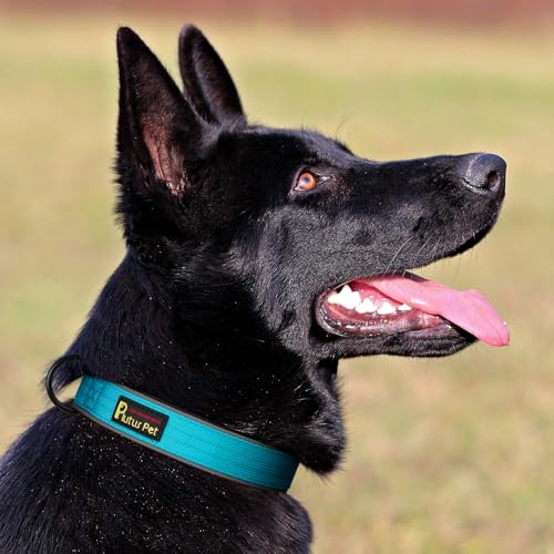Tactical Dog Collar (L / Cyan)