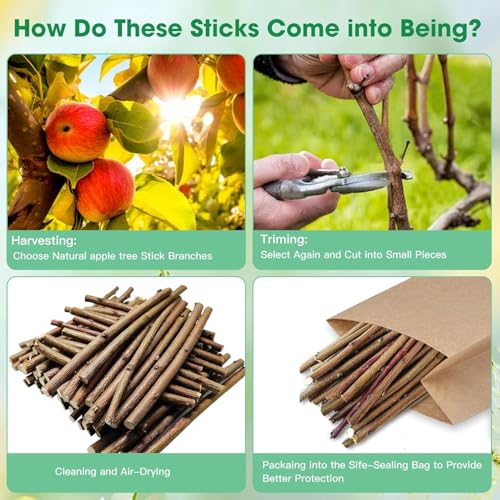 1 LB (16oz) Natural Apple Wood Chew Sticks for Rabbits, Hamsters, Chinchillas - Extra Hard Teeth Grinding Toy | Untreated, Safe & Long-Lasting Rodent Chews