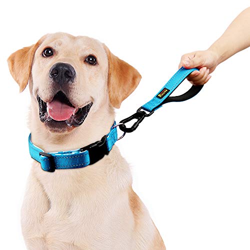 10” Short Dog Leash (Blue / 10 Inch (Pack of 1))