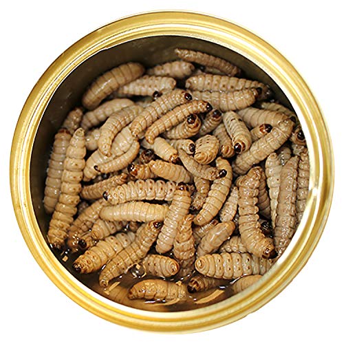 Canned Wax Worms