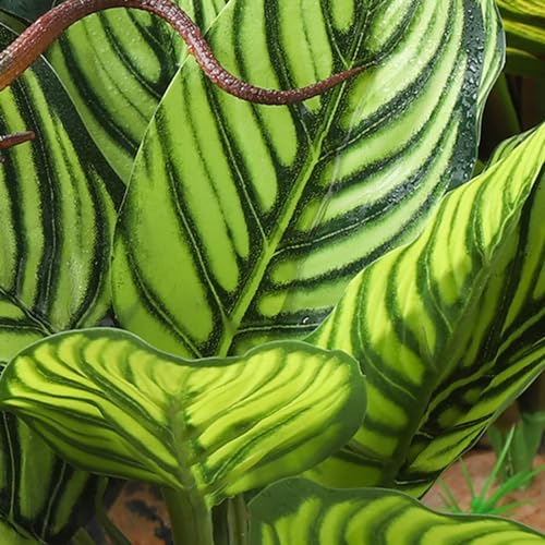 Reptile Terrarium Plants (Calathea Makoyana A)