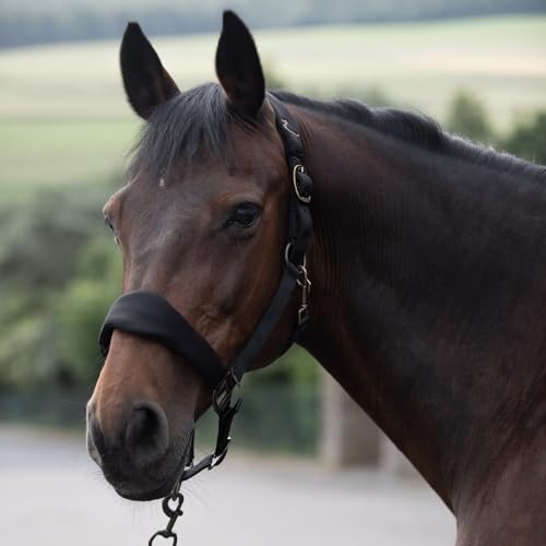 Graz Fleece Padded Halter (Black / Horse)